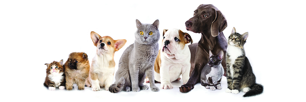 Royal-Canin-google